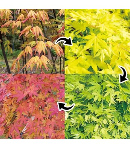 紅葉　流泉　/448 Amazon.co.jp: 花木 もみじ しだれ紅葉 流泉 1株 / 国華園 24年秋商品